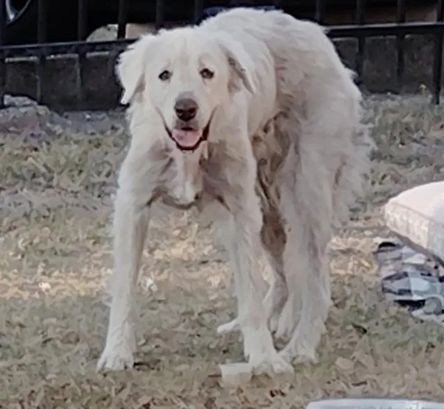 An adult large-sized female Mixed Breed dog named Lola for adoption in Dallas, TX