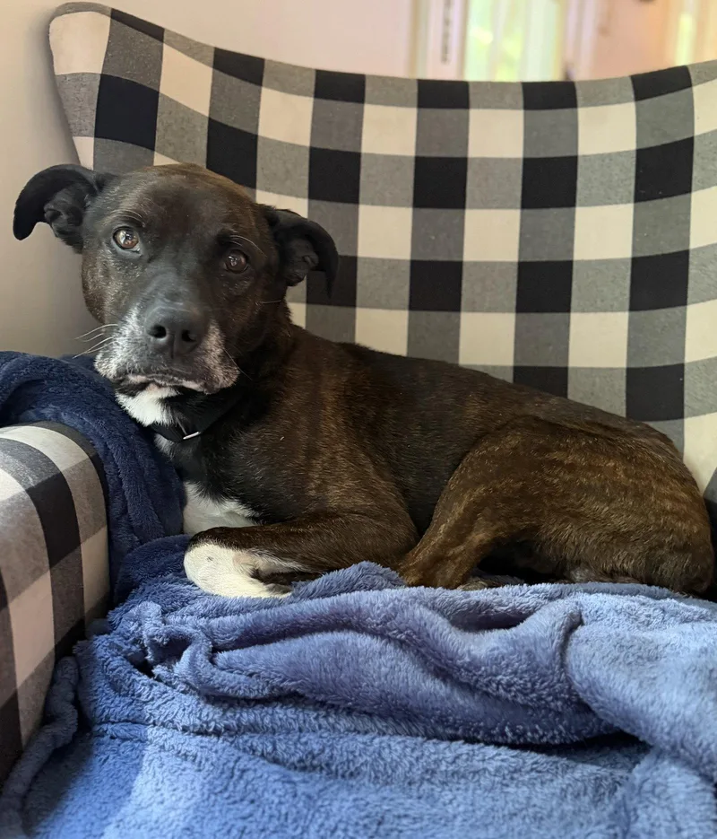A senior medium-sized male American Staffordshire Terrier dog named Dexter for adoption in Holly Springs, NC