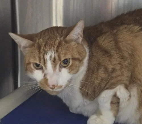 An adult large-sized male Domestic Short Hair cat named Noah for adoption in Webster, MA