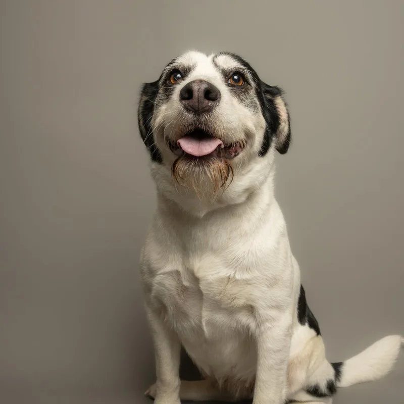 An adult medium-sized female German Wirehaired Pointer dog named Bonnie for adoption in Richardson, TX
