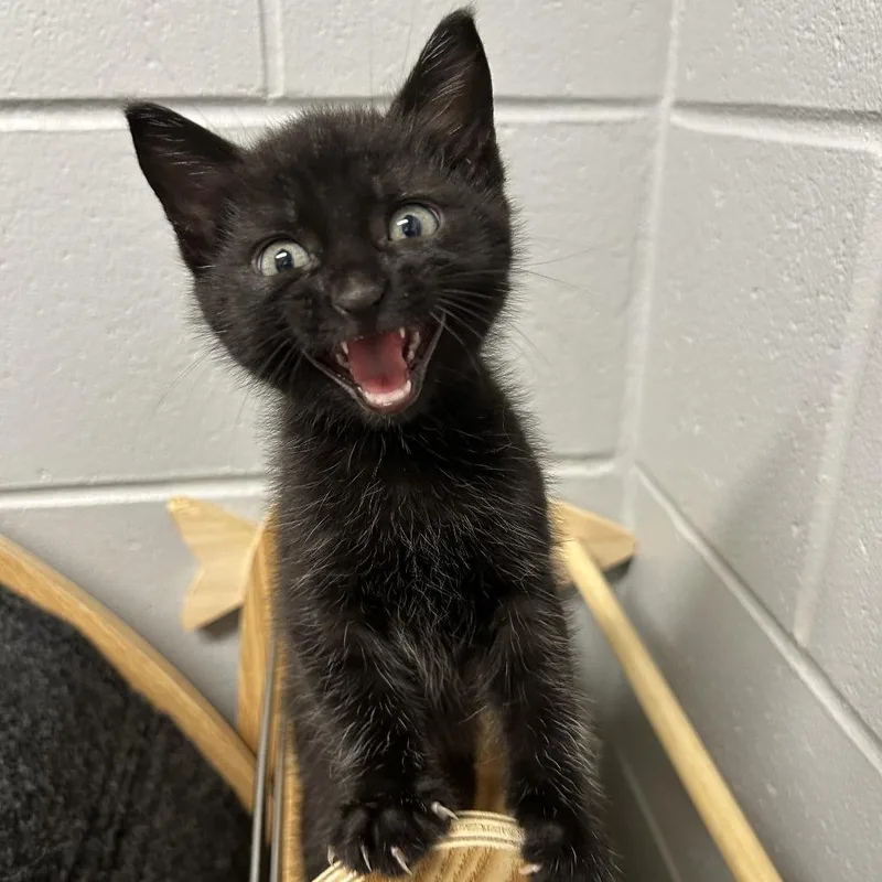 A baby small-sized female Black Domestic Short Hair cat named Sushi for adoption in Enterprise, AL