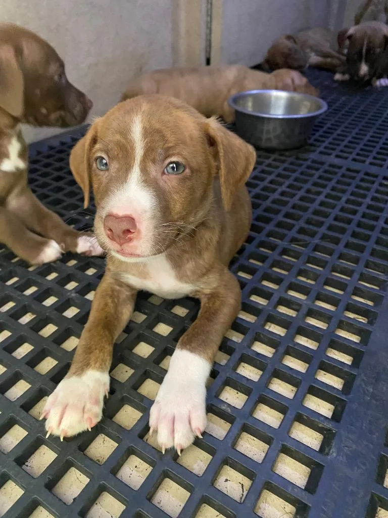 A baby small-sized male Mixed Breed dog named Jonah for adoption in Cartersville , GA