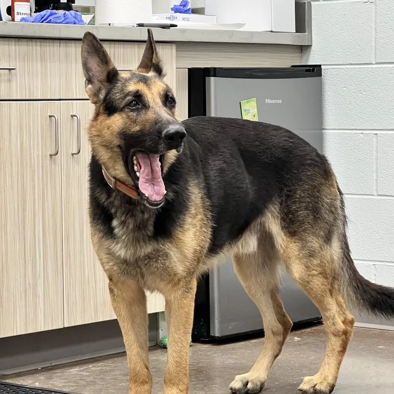 Loki