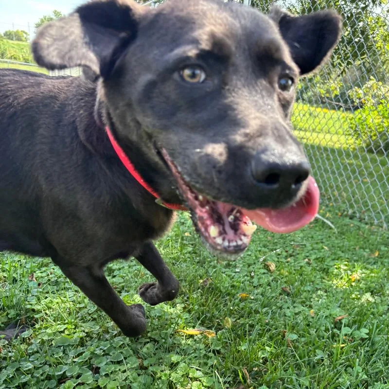 An adult large-sized female Brown / Chocolate Chocolate Labrador Retriever dog named Harlow for adoption in Marshalltown, IA