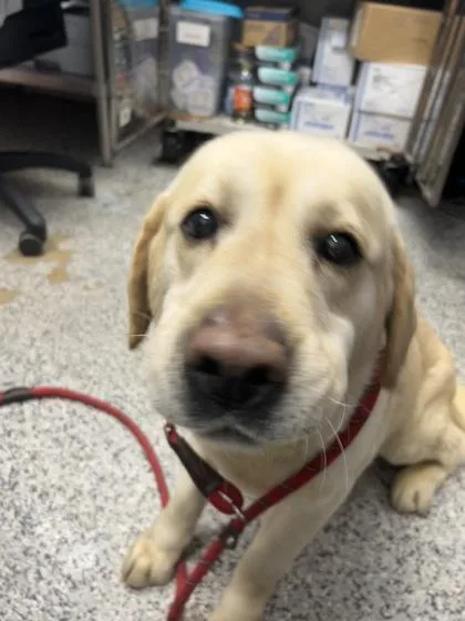 A senior large-sized male Labrador Retriever dog named Logan Fka Chunk for adoption in West Chester, PA