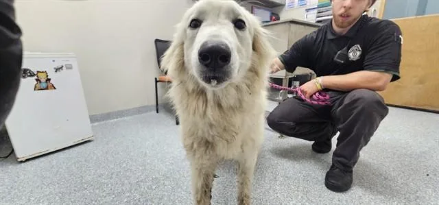 A young extra large-sized female Great Pyrenees dog named Mika for adoption in Garland, TX