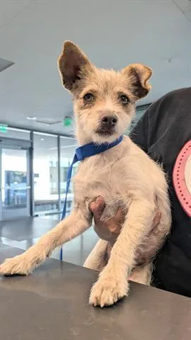 A young small-sized female Terrier dog named Jewels for adoption in San Martin, CA