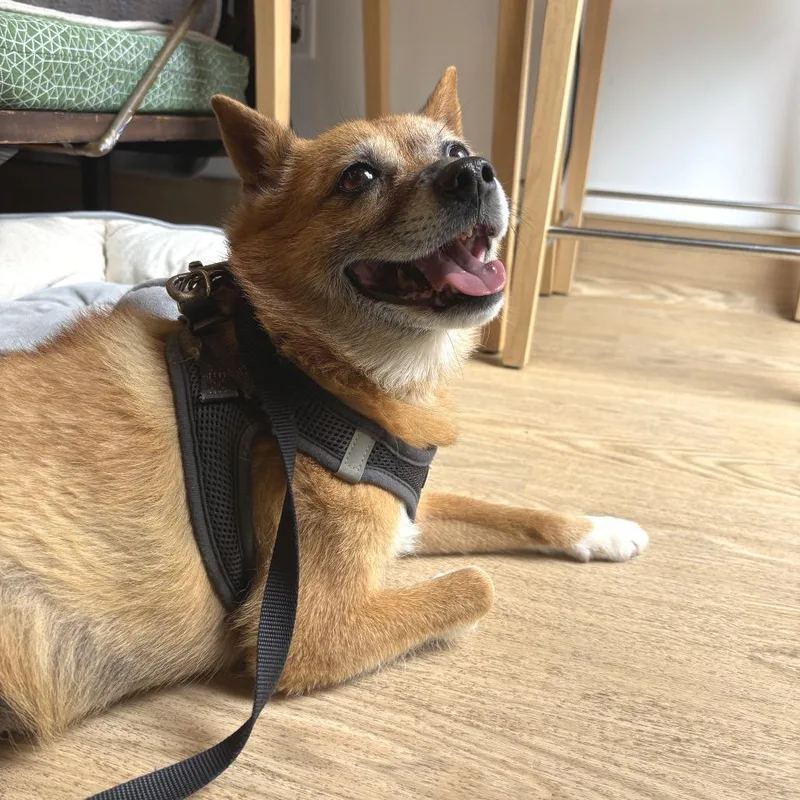 A senior small-sized male Red / Chestnut / Orange Jindo dog named Rollo for adoption in San Francisco, CA