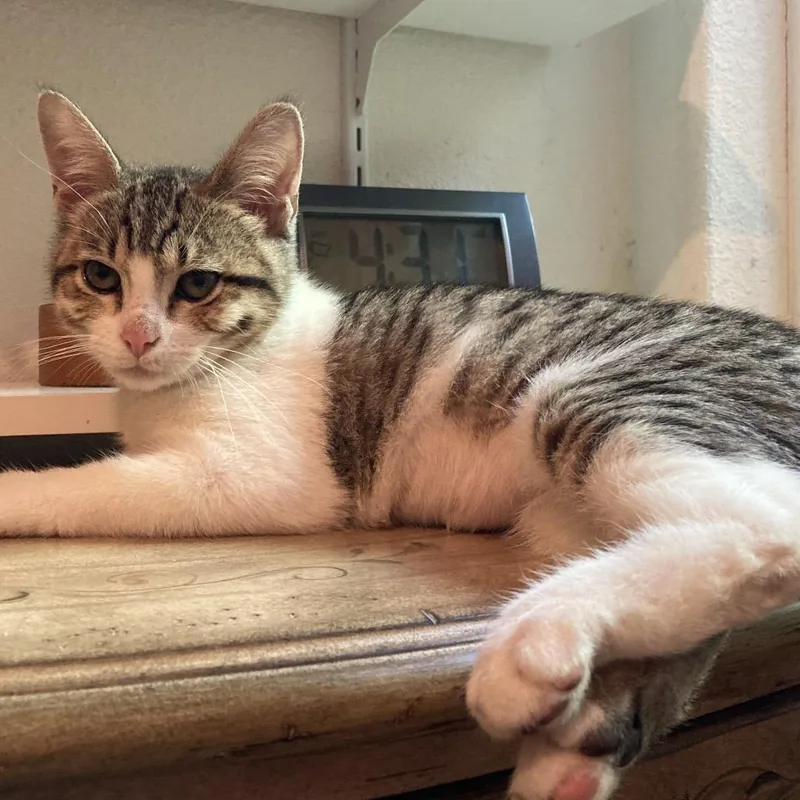 A young small-sized female White Domestic Short Hair cat named Megan for adoption in Fresno, CA