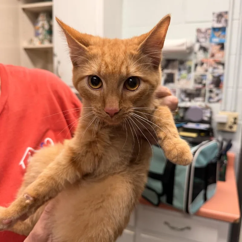A baby small-sized male Orange / Red Domestic Short Hair cat named o'Malley for adoption in Columbus, NC