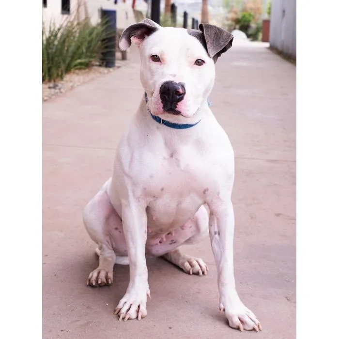 An adult large-sized female White / Cream Pit Bull Terrier dog named Summer for adoption in Palm Springs, CA
