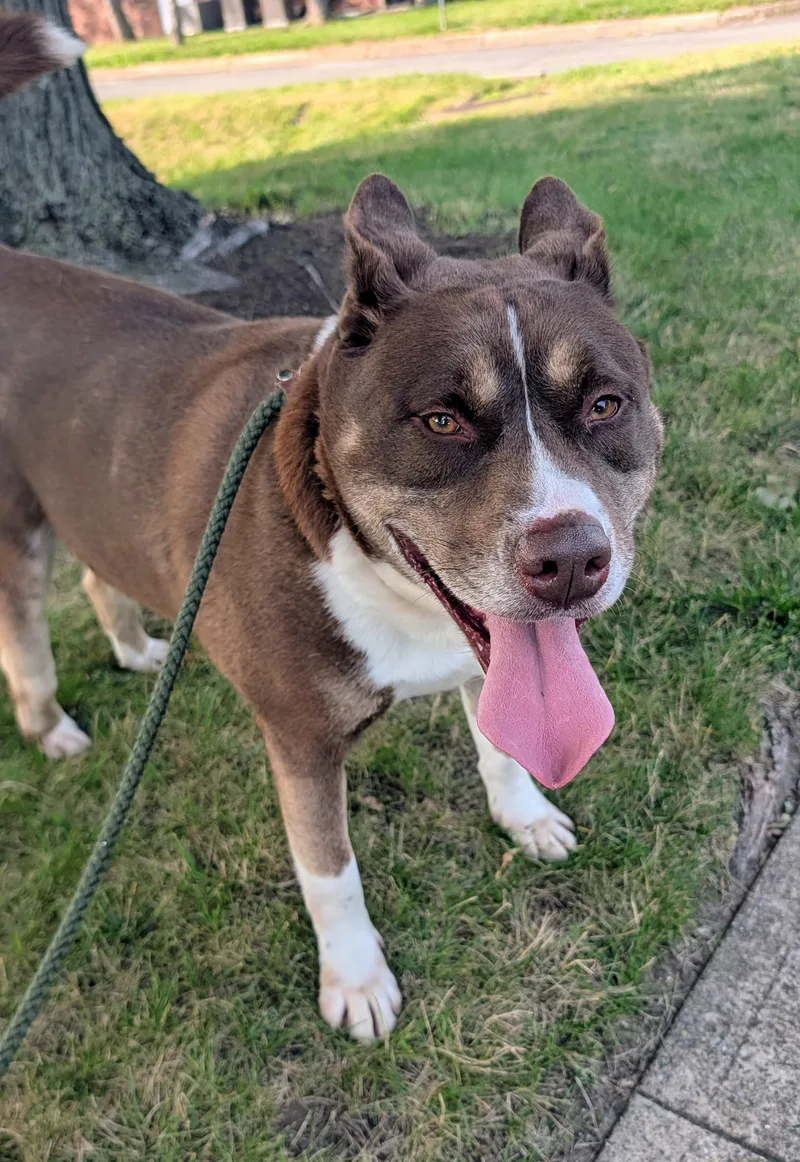 A young large-sized male Red / Chestnut / Orange Australian Kelpie dog named Reese A Sweet Red for adoption in Monroe Twp, NJ