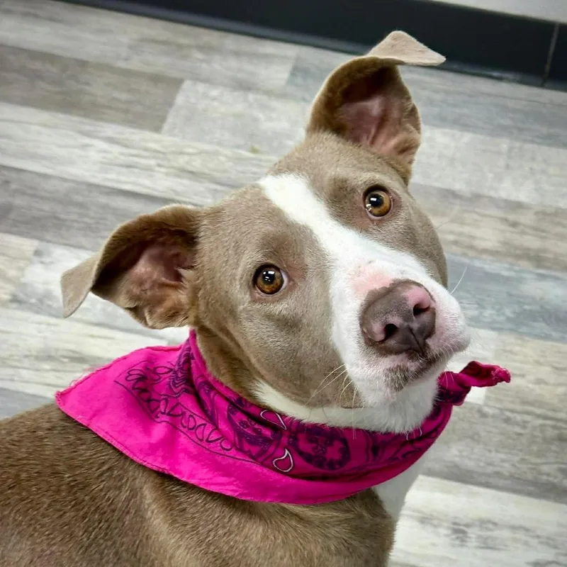 An adult medium-sized female Brown / Chocolate Mixed Breed dog named Gwenny for adoption in Lufkin, TX