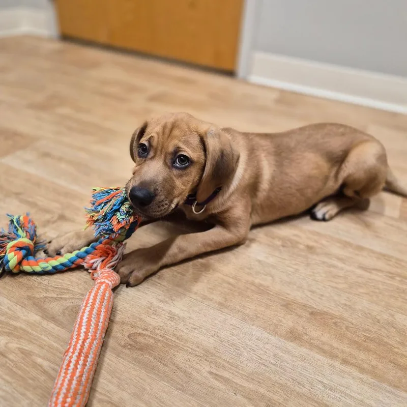 A baby small-sized female Red / Chestnut / Orange Mixed Breed dog named Penelope for adoption in Woodstock, IL