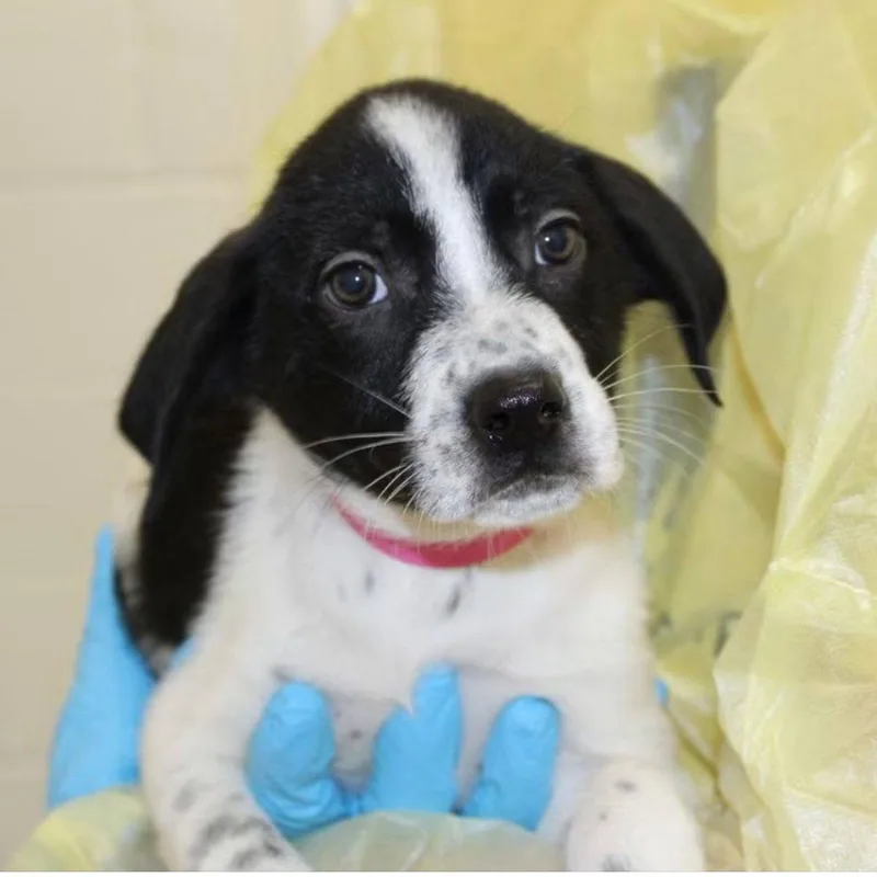 A baby small-sized female Mixed Breed dog named Mira for adoption in Watertown, WI