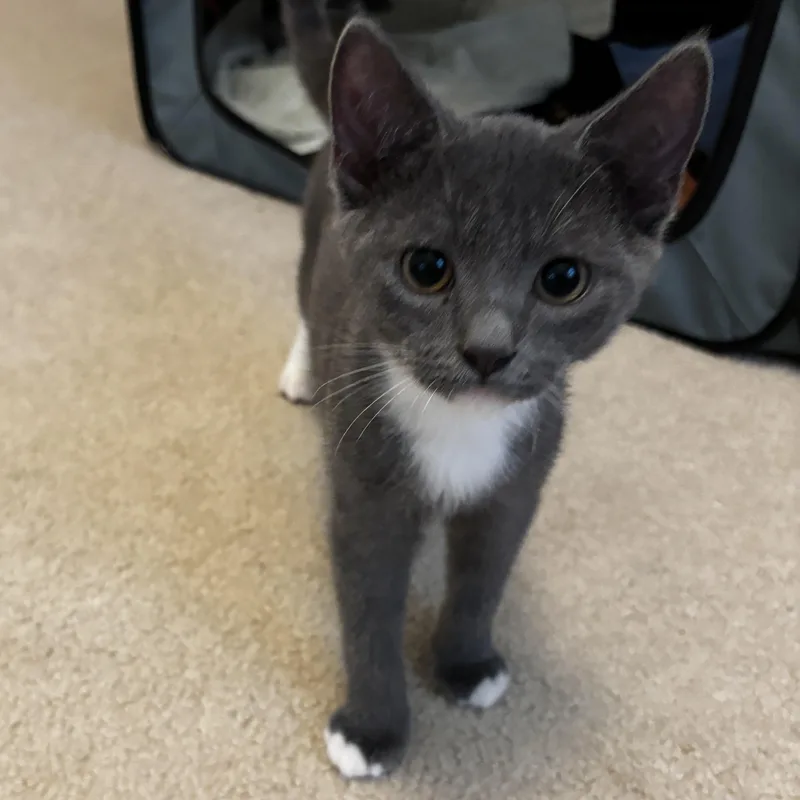A baby small-sized male Gray & White Domestic Short Hair cat named Rondo for adoption in Richmond, VA