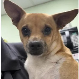 A young small-sized male Yellow / Tan / Blond / Fawn Chihuahua dog named Omlette for adoption in Austin, TX