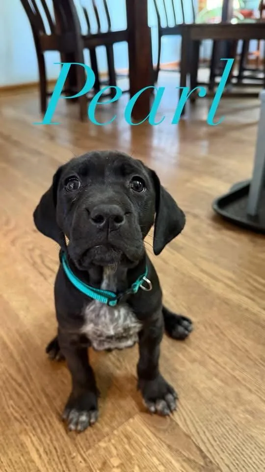 A baby medium-sized female Australian Cattle Dog / Blue Heeler dog named Pearl for adoption in Newport, KY
