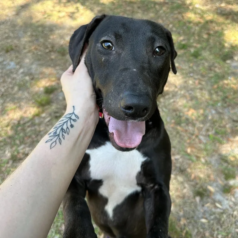 Georgia