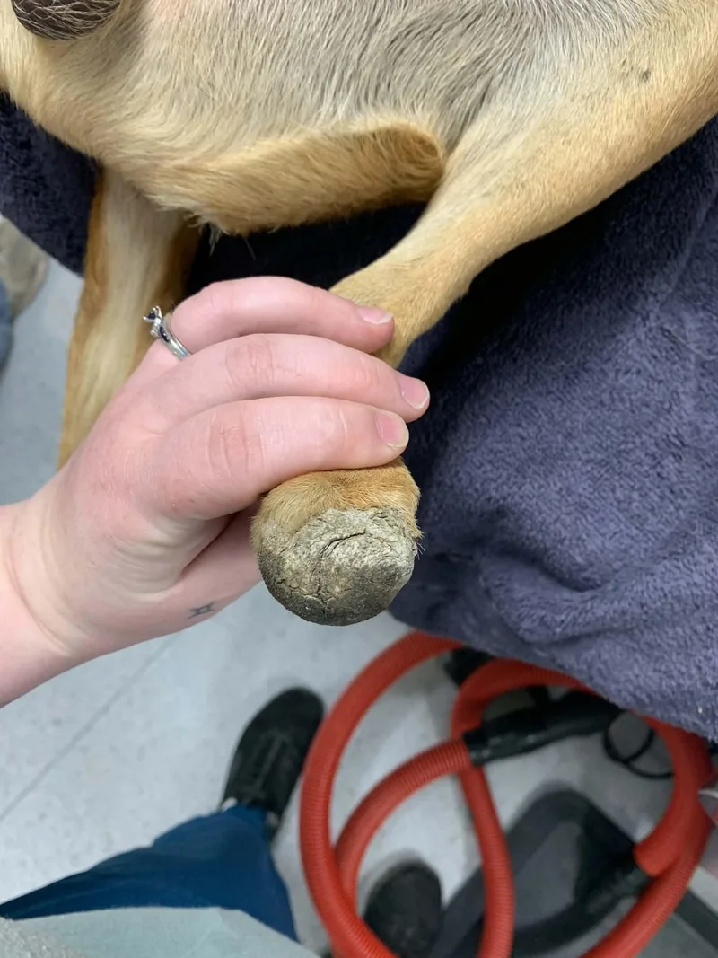 A young medium-sized male Shepherd dog named Skip for adoption in Bothell, WA