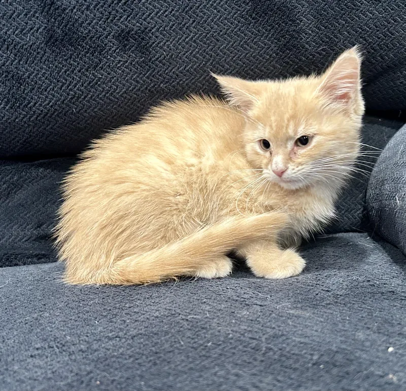 A baby medium-sized female Domestic Medium Hair cat named Mercat for adoption in Ontario, NY