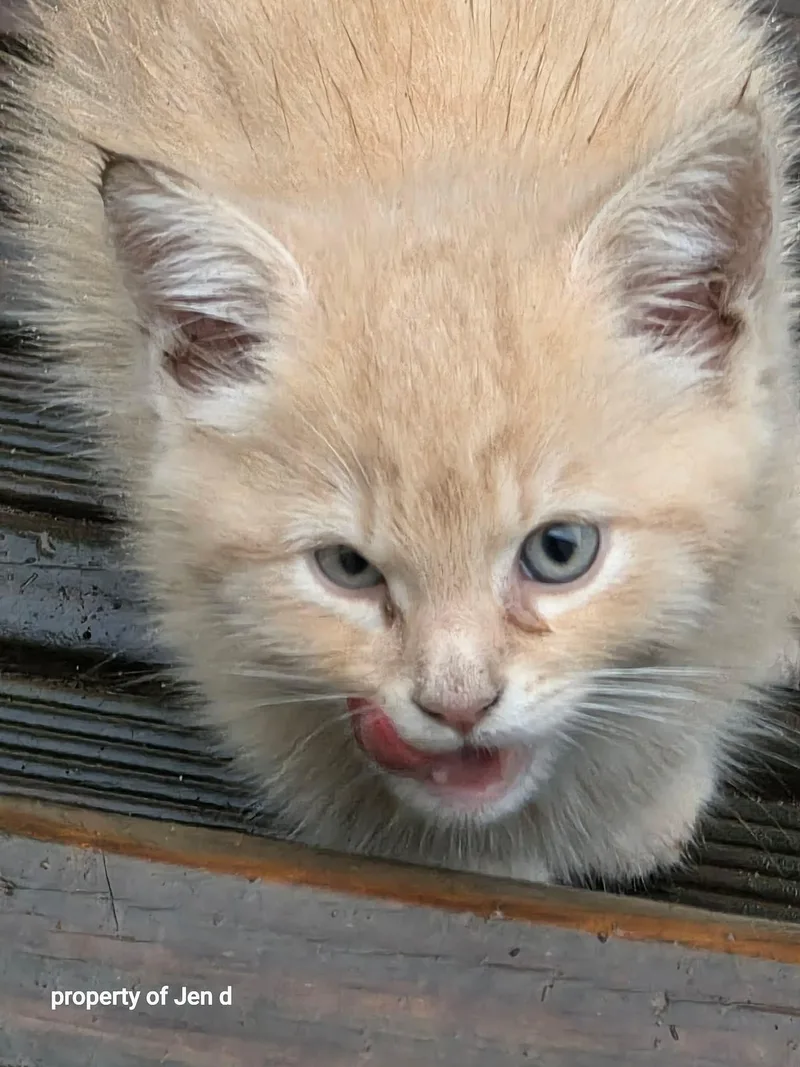 Mercat thumbnail 4