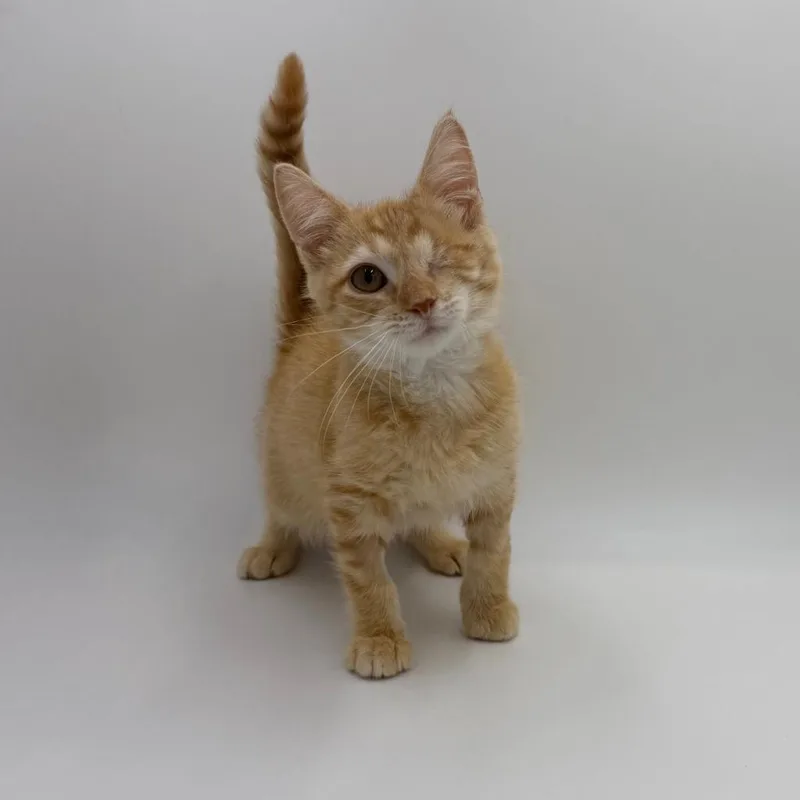 A baby small-sized male Domestic Medium Hair cat named Macula for adoption in State College, PA