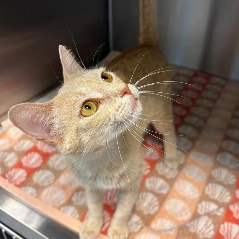 A young medium-sized female Orange / Red Domestic Short Hair cat named May for adoption in Englewood, FL
