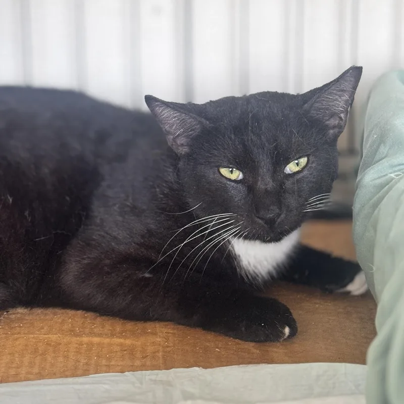 An adult small-sized female Black & White / Tuxedo Tuxedo cat named Atos for adoption in Fort Lauderdale, FL