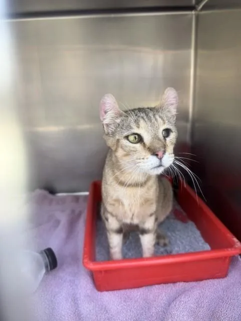A young small-sized female American Curl cat named Twinkle for adoption in Norco, CA