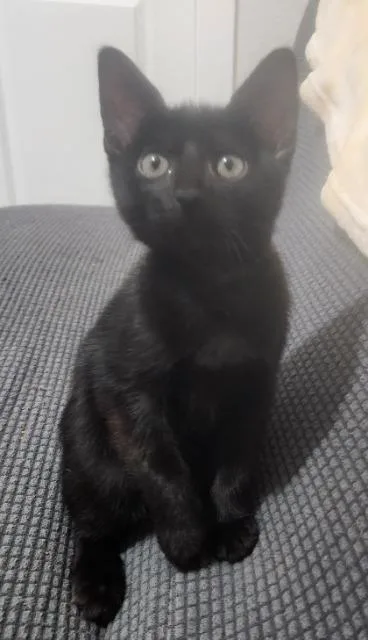 A baby medium-sized female Domestic Short Hair cat named Chunky Monkey for adoption in New Braunfels, TX