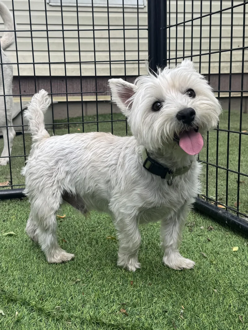 An adult small-sized male White / Cream West Highland White Terrier / Westie dog named Louie Sweet Westie Boy for adoption in RUSSIAVILLE, IN