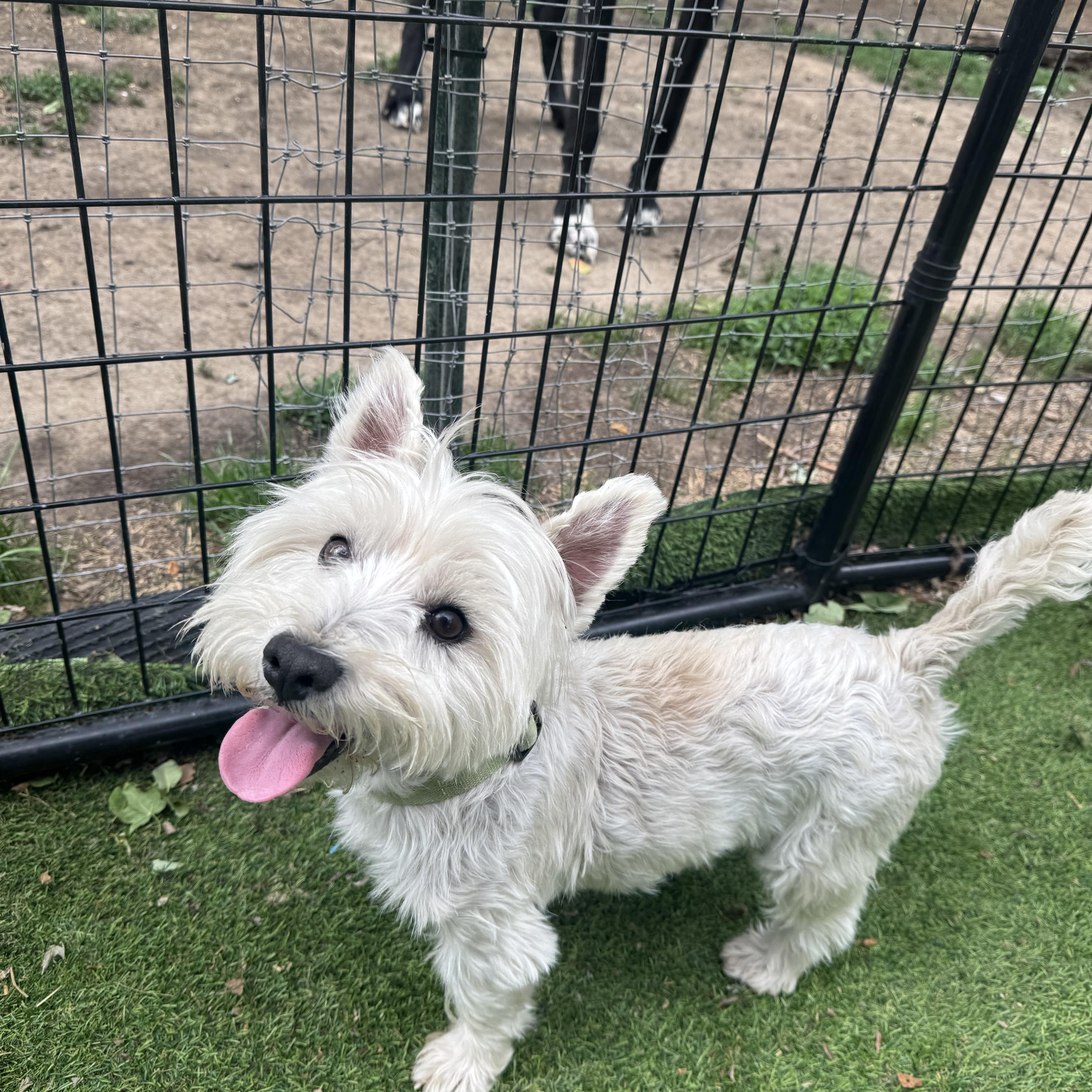 Louie Sweet Westie Boy thumbnail 2