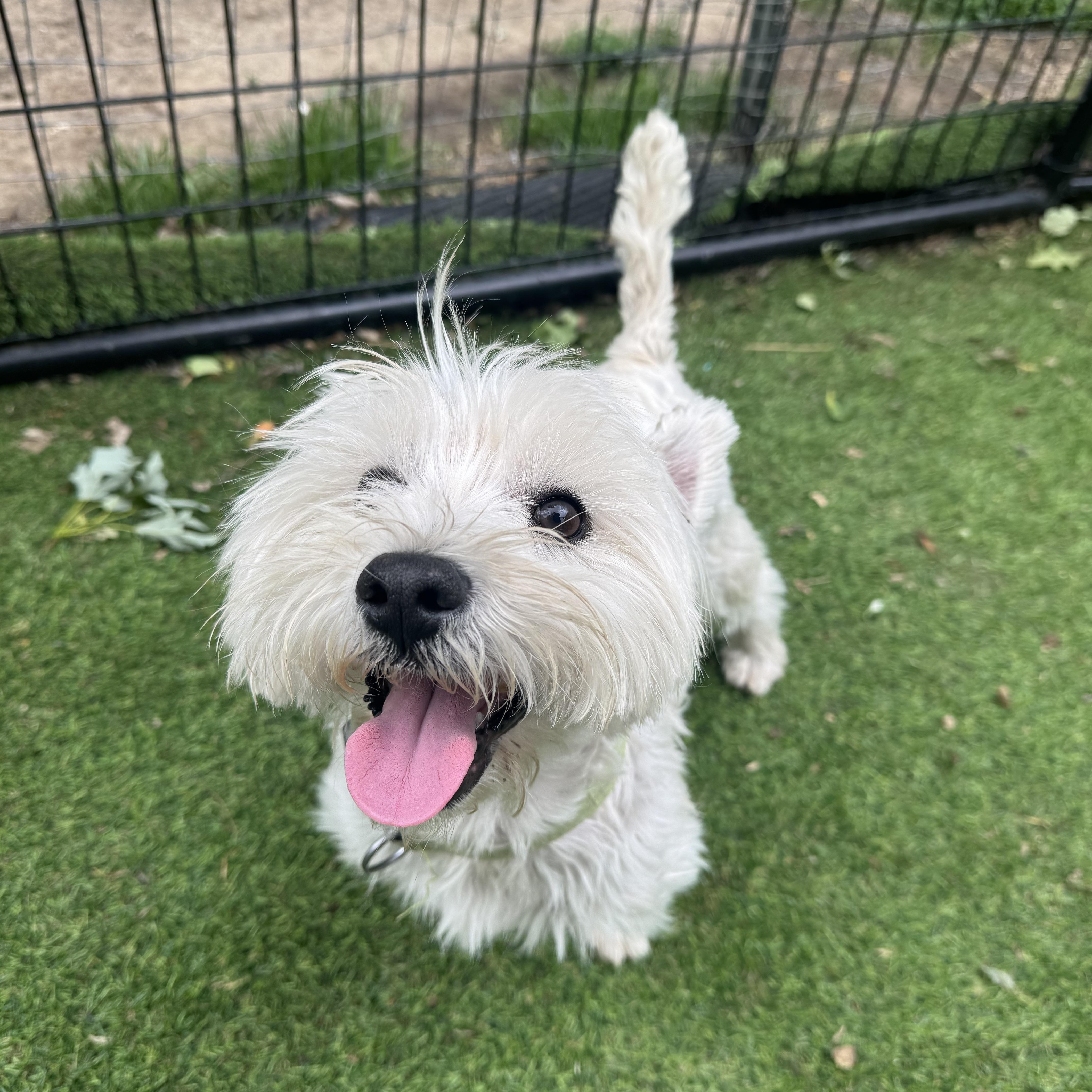 Louie Sweet Westie Boy thumbnail 3