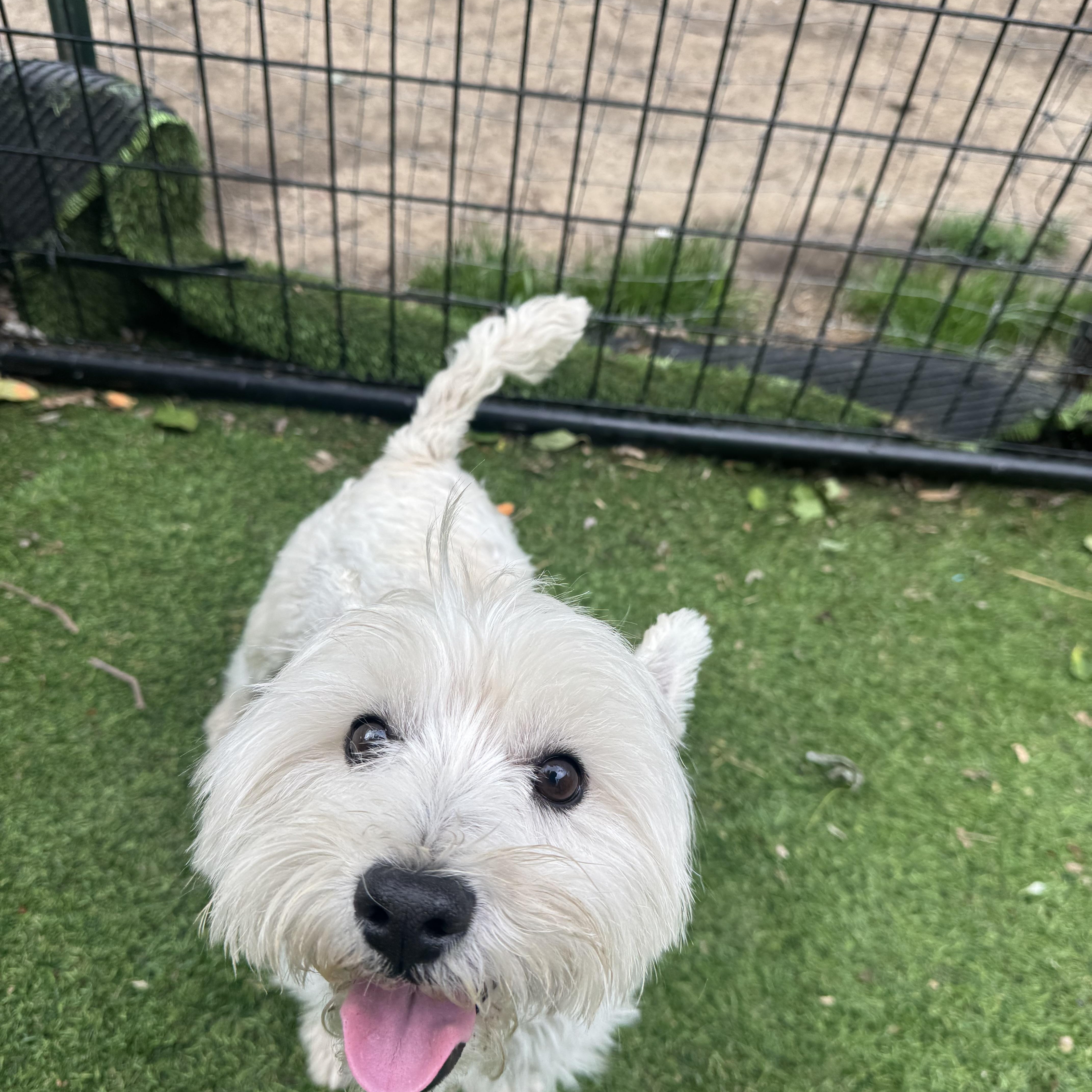 Louie Sweet Westie Boy thumbnail 4