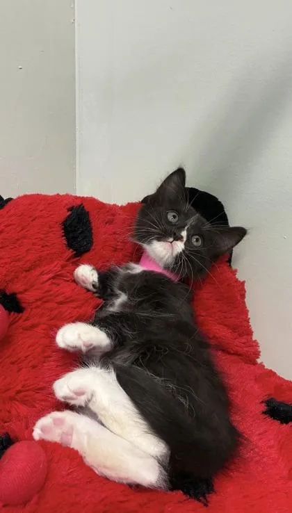 Fudge