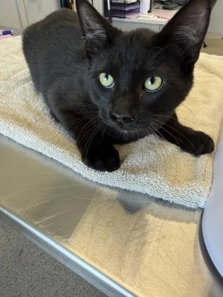 An adult medium-sized male Domestic Short Hair cat named Knight for adoption in Lafayette, IN