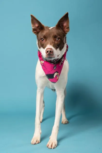 An adult medium-sized female Mixed Breed dog named Appaloosa for adoption in Atlanta, GA