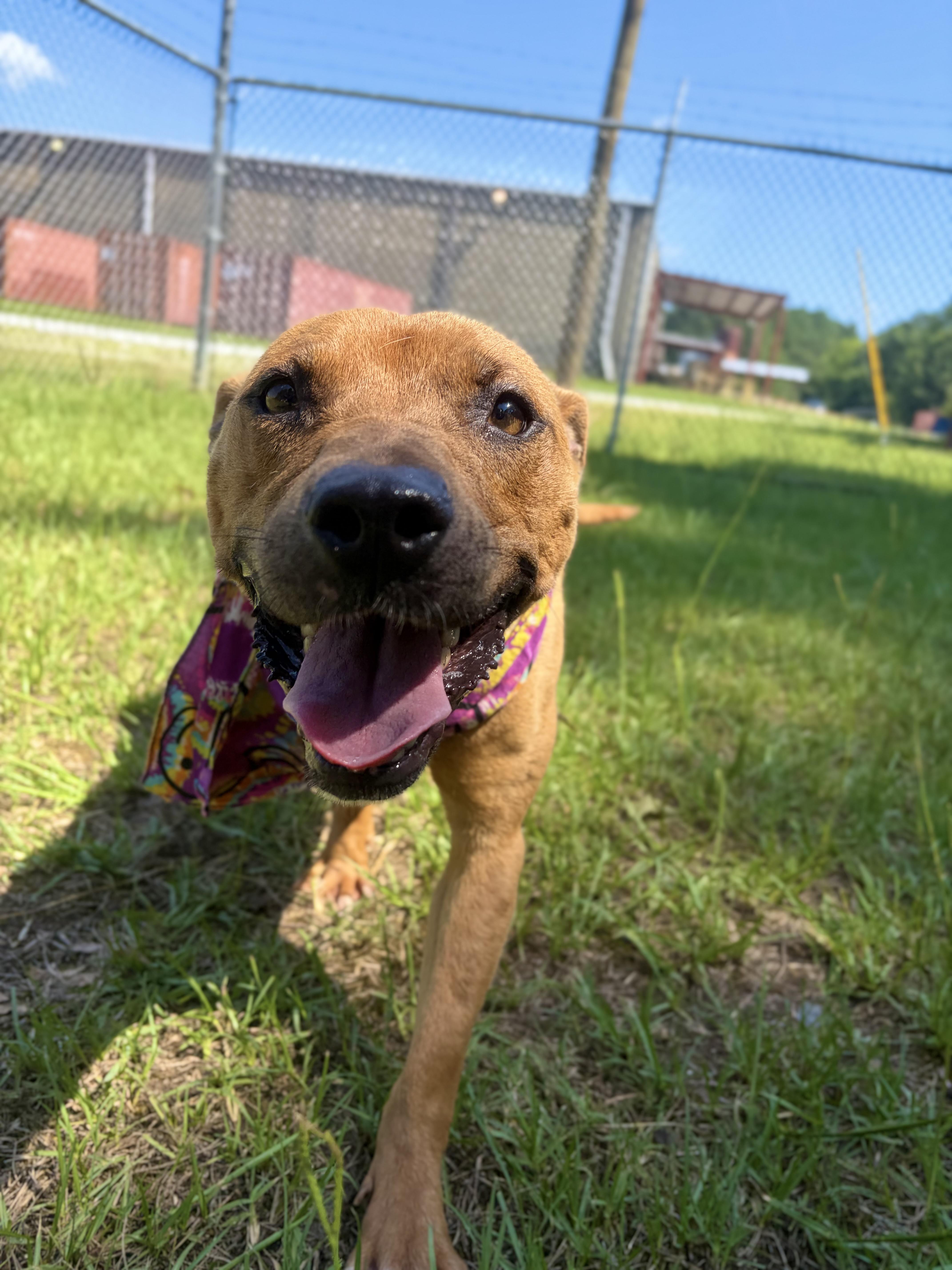 A young medium-sized female Yellow / Tan / Blond / Fawn Mixed Breed dog named Chemi for adoption in Winnsboro, SC