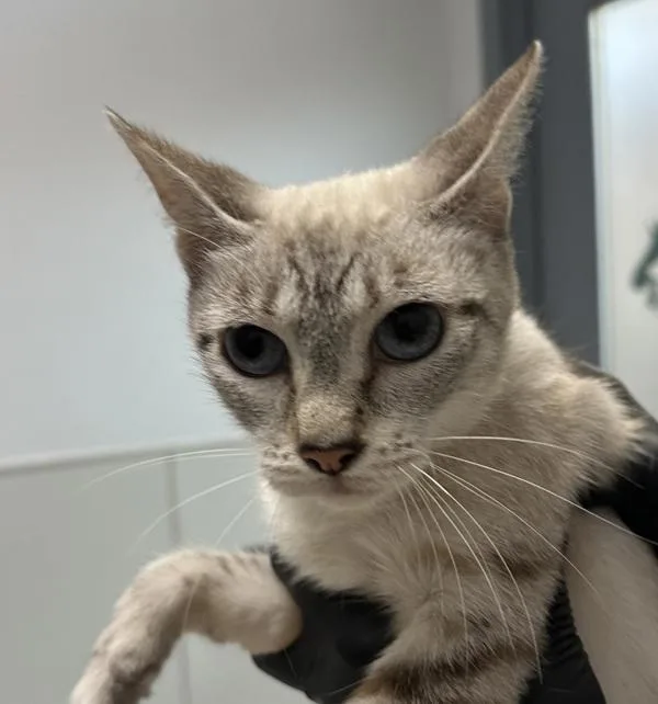 An adult medium-sized female Siamese cat named Mary Celeste for adoption in San Diego, CA