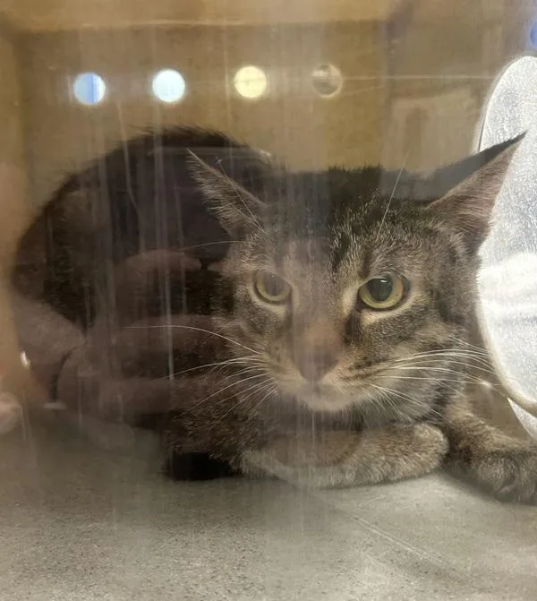 An adult medium-sized male Domestic Short Hair cat named Working Cat  Run for adoption in Silverdale, WA