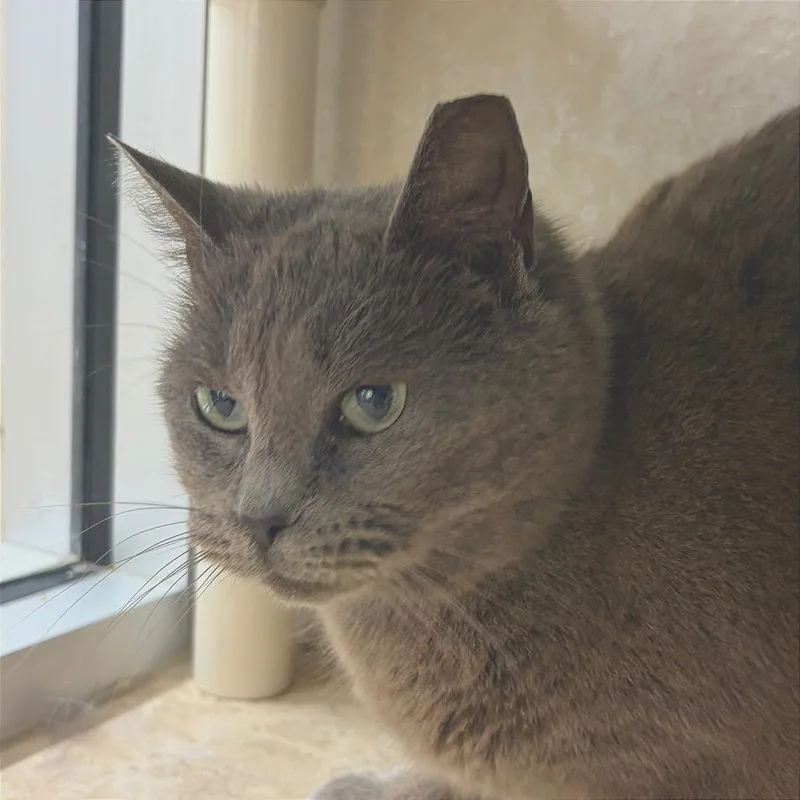 An adult medium-sized male Gray / Blue / Silver Domestic Short Hair cat named Mister Mans for adoption in Chattanooga, TN