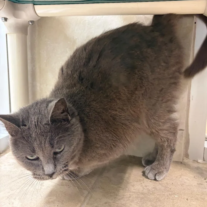 Mister Mans thumbnail 2