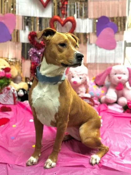 An adult large-sized female Mixed Breed dog named Charlie for adoption in Knoxville, TN