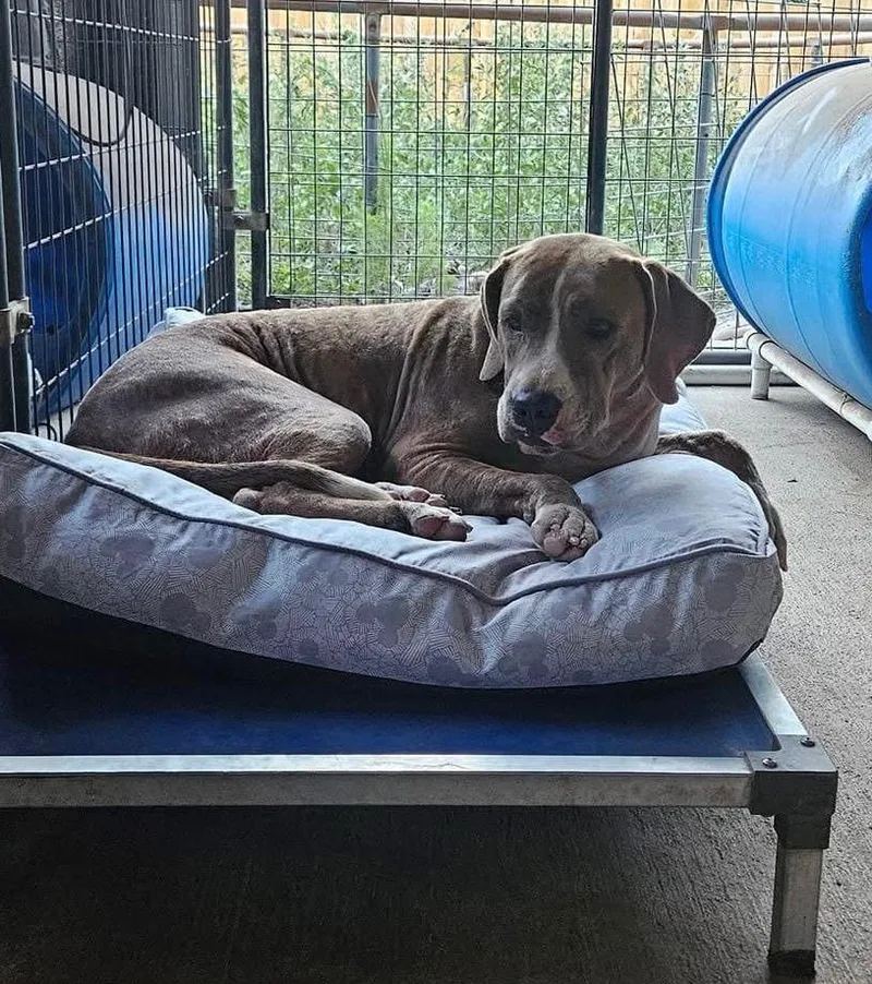 Honeybun thumbnail 2