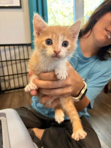 A baby small-sized female Domestic Short Hair cat named Loretta for adoption in Paducah, KY