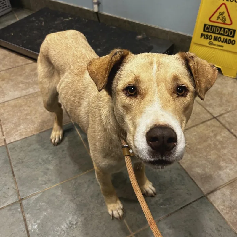 An adult medium-sized female Yellow / Tan / Blond / Fawn Mixed Breed dog named Ayla for adoption in Chattanooga, TN