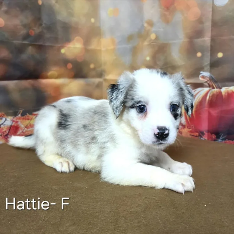A baby medium-sized female Australian Shepherd dog named Hattie for adoption in Griswold, CT