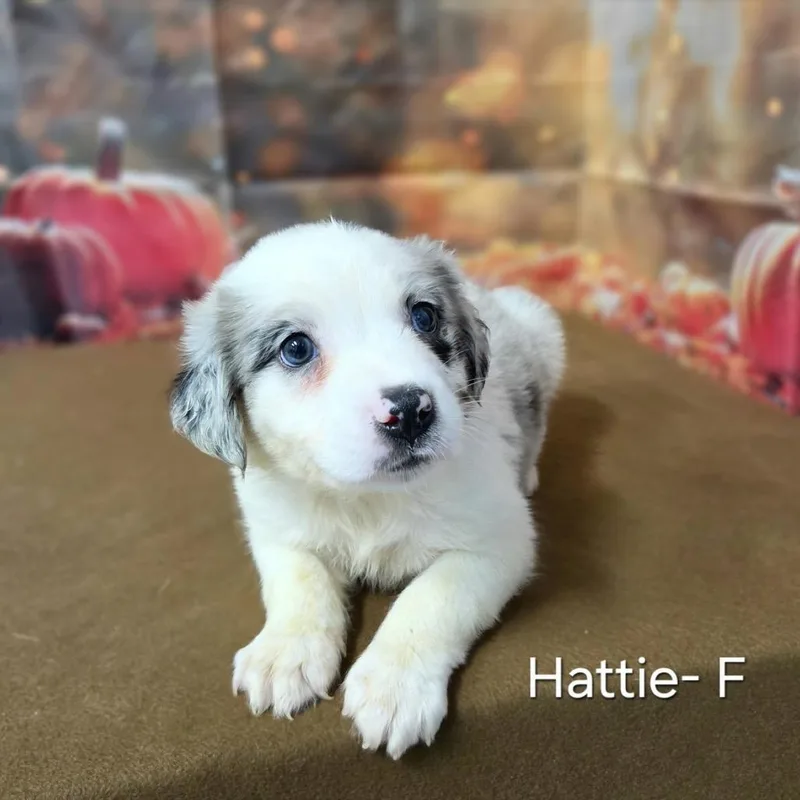 Hattie thumbnail 2