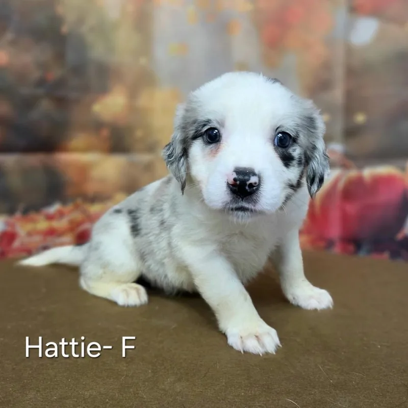 Hattie thumbnail 3
